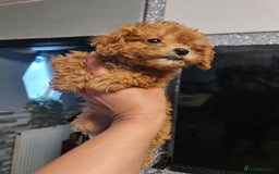 Toy Poodle dogs for sale: Tiny kc Russian background toy poodle poppies  - Image 40