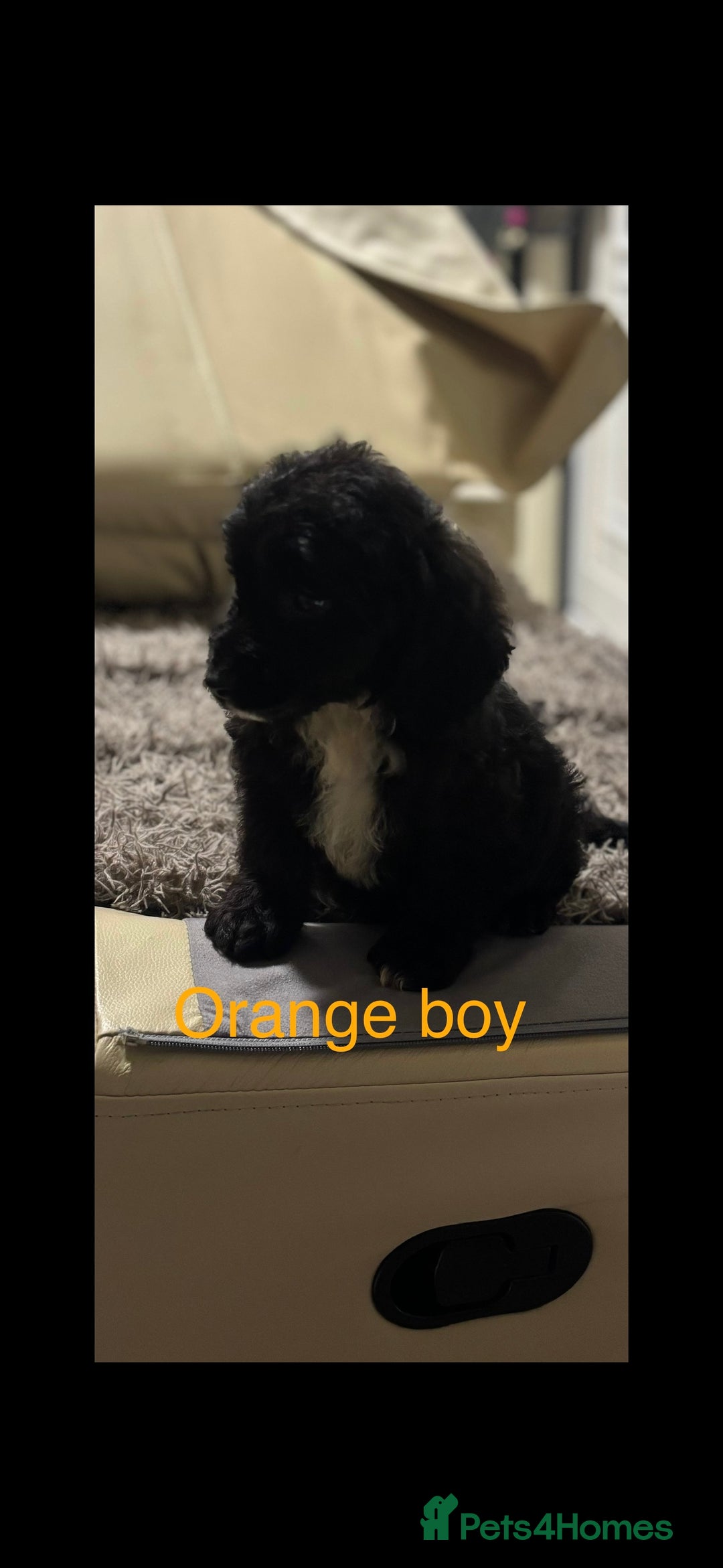 Sproodle dogs for sale: Sproodle puppies - Advert 4