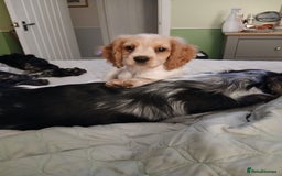 Mixed Breed dogs for sale: Last female remaining  - Image 1