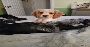 Mixed Breed dogs - Advert 1