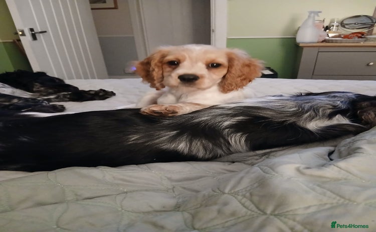 Mixed Breed dogs - Advert 2