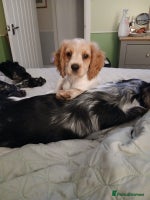 Mixed Breed dogs - Advert 1