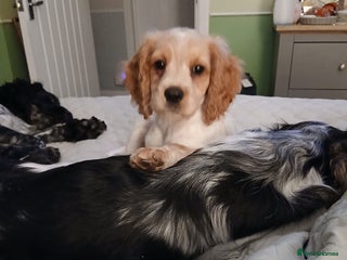 Mixed Breed dogs - Advert 31