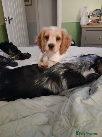 Mixed Breed dogs - Advert 2