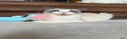 Ragdoll cats for sale: Pedigree ragdoll kittens - Advert 2