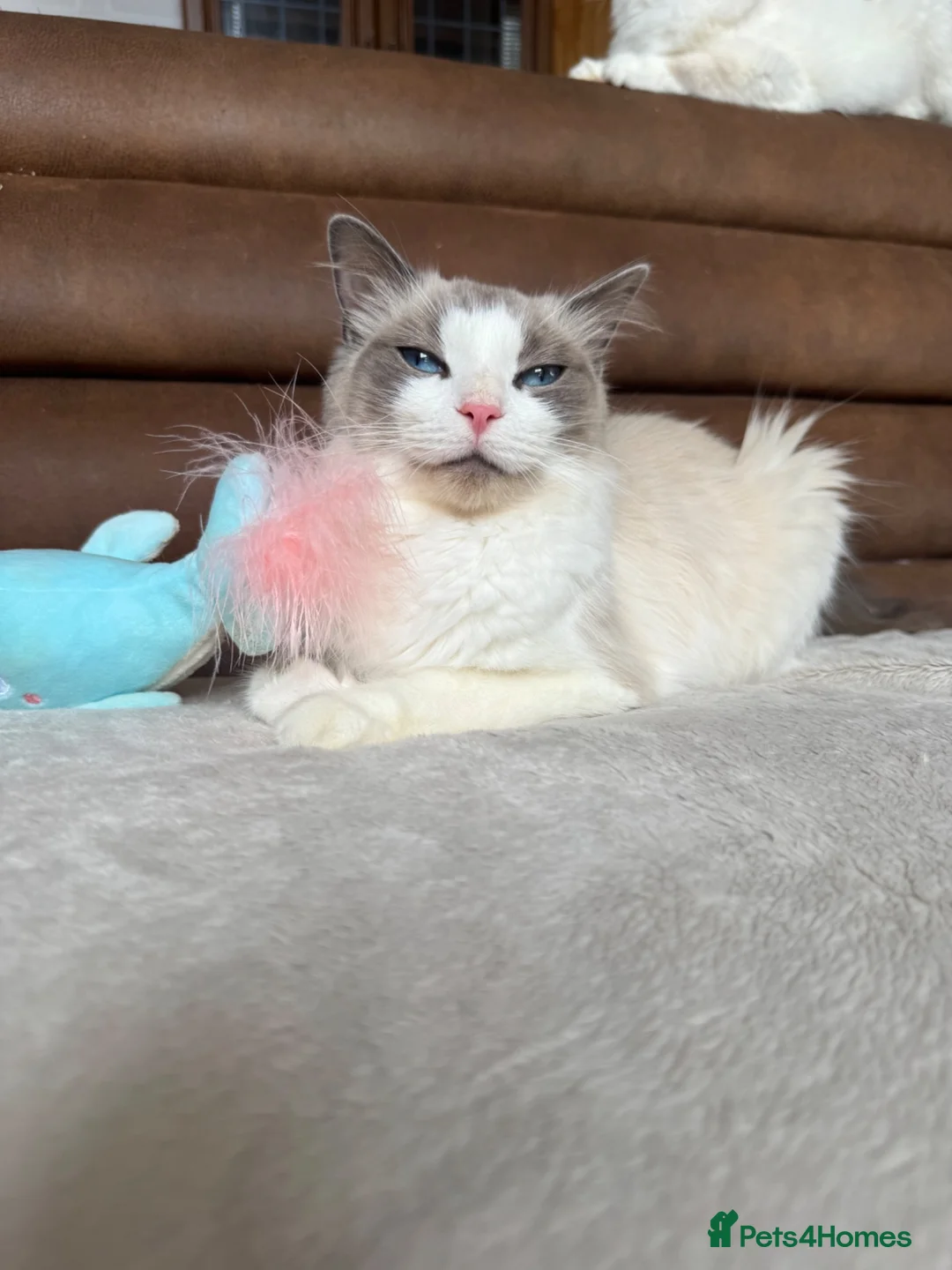 Ragdoll cats for sale: Pedigree ragdoll kittens - Advert 2