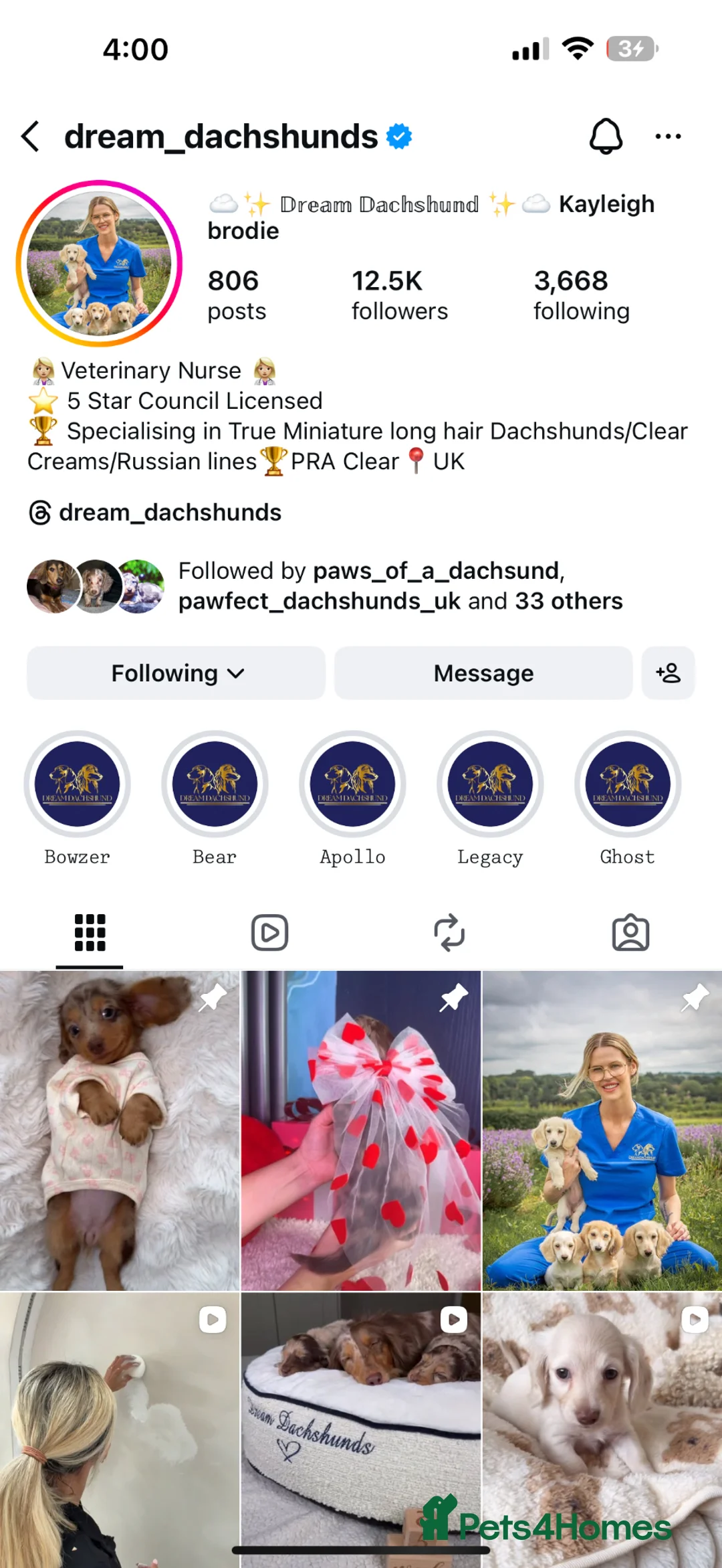 Dachshund dogs for sale: PREGNANCY CONFIRMED ❤️❤️❤️ - Advert 18