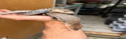 Skink reptiles for sale: 2:1 Breeding Trio Pink Tongue Skinks (Unrelated) - Advert 4