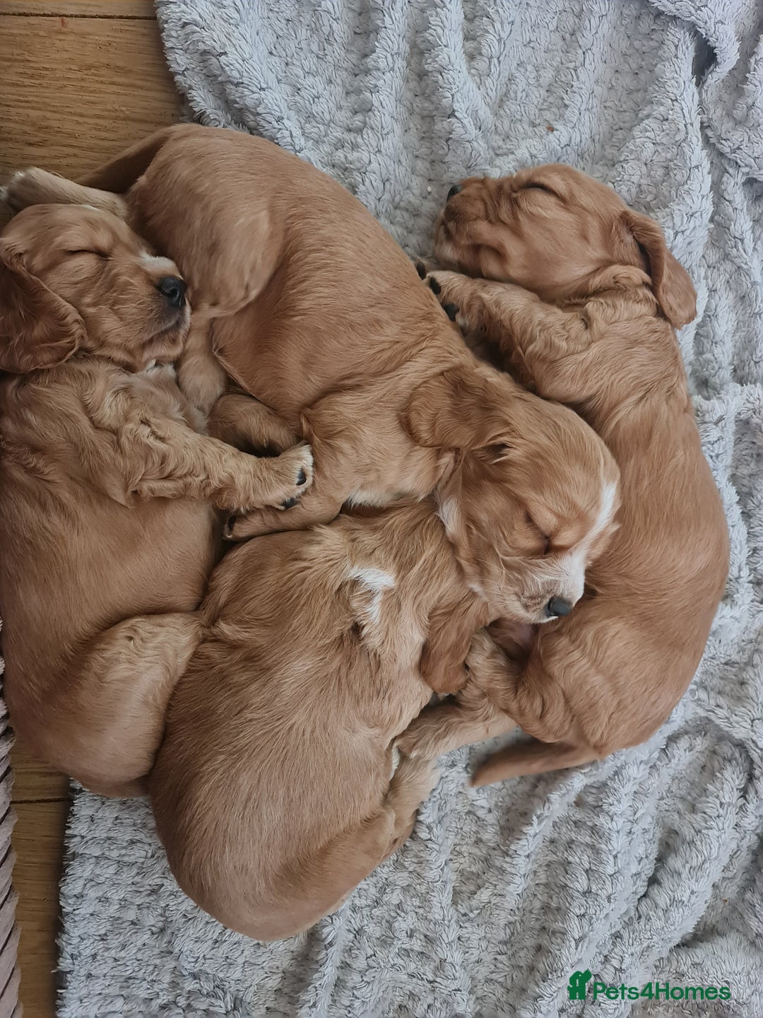 Cocker Spaniel dogs for sale: Golden Cocker Spaniel puppies (boy available) - Advert 18