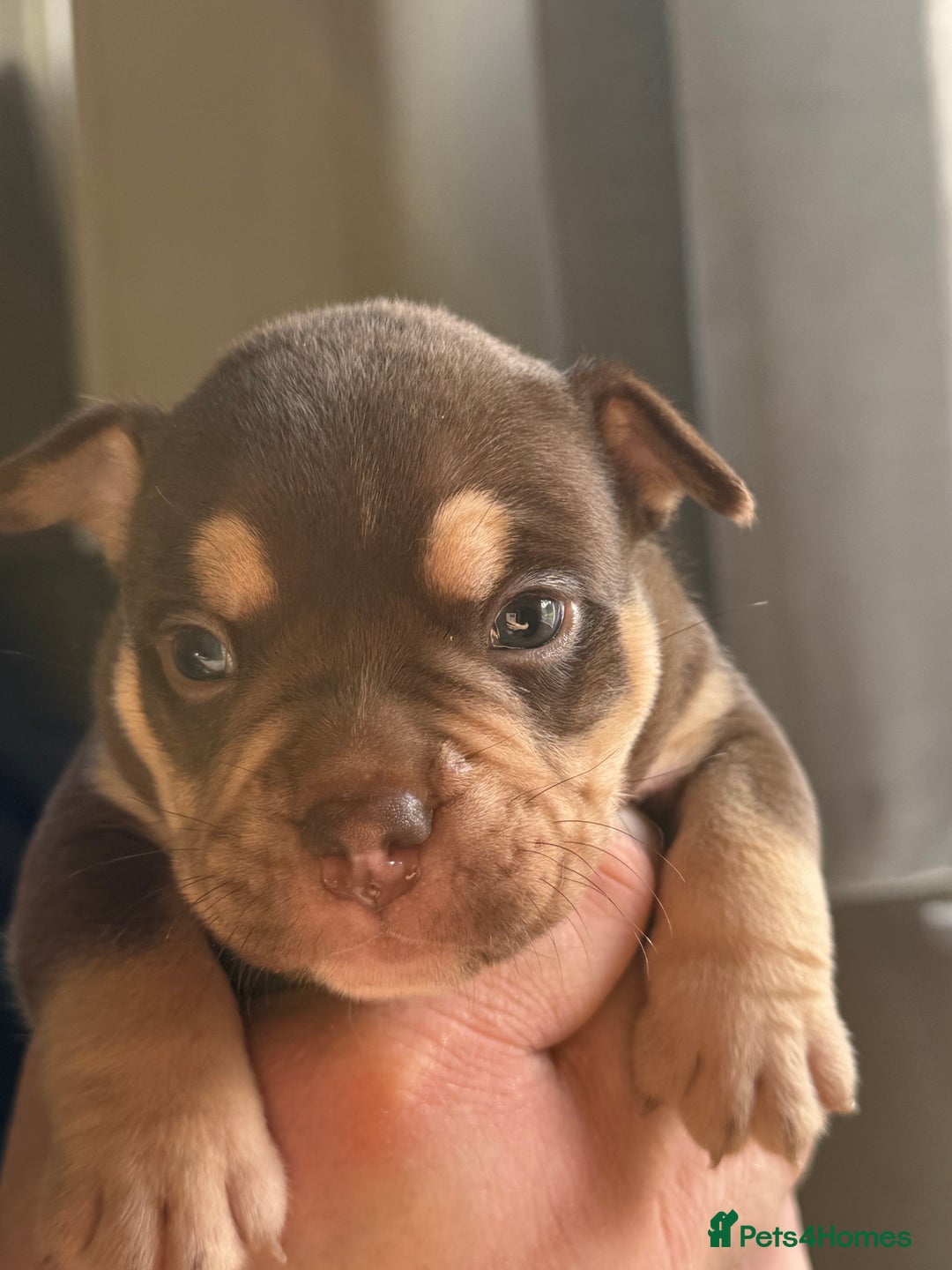 Mixed Breed dogs for sale: Stunning English bulldog mix pocket bully  - Image 33
