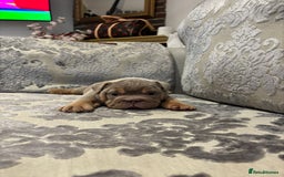 English Bulldog dogs for sale: Chunky English bulldogs  - Image 13
