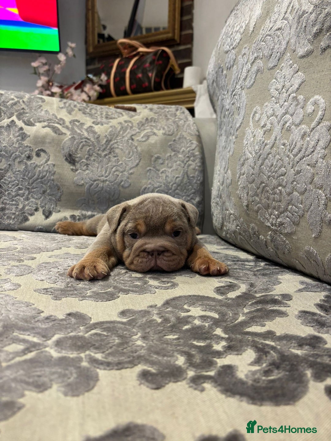 English Bulldog dogs for sale: Chunky English bulldogs  - Image 13