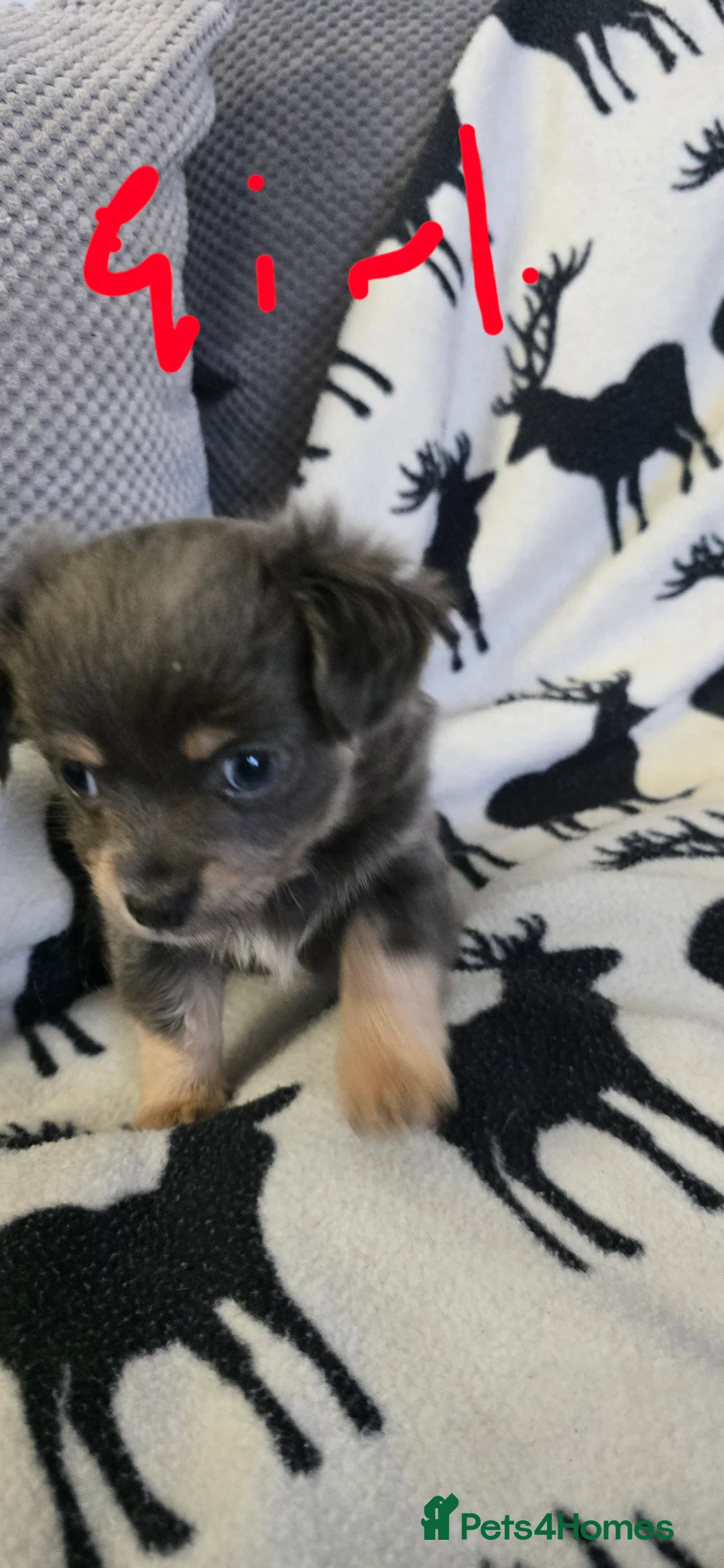 Chihuahua dogs for sale: Beautiful Chihuahua puppies  in Blackwood - Advert 9