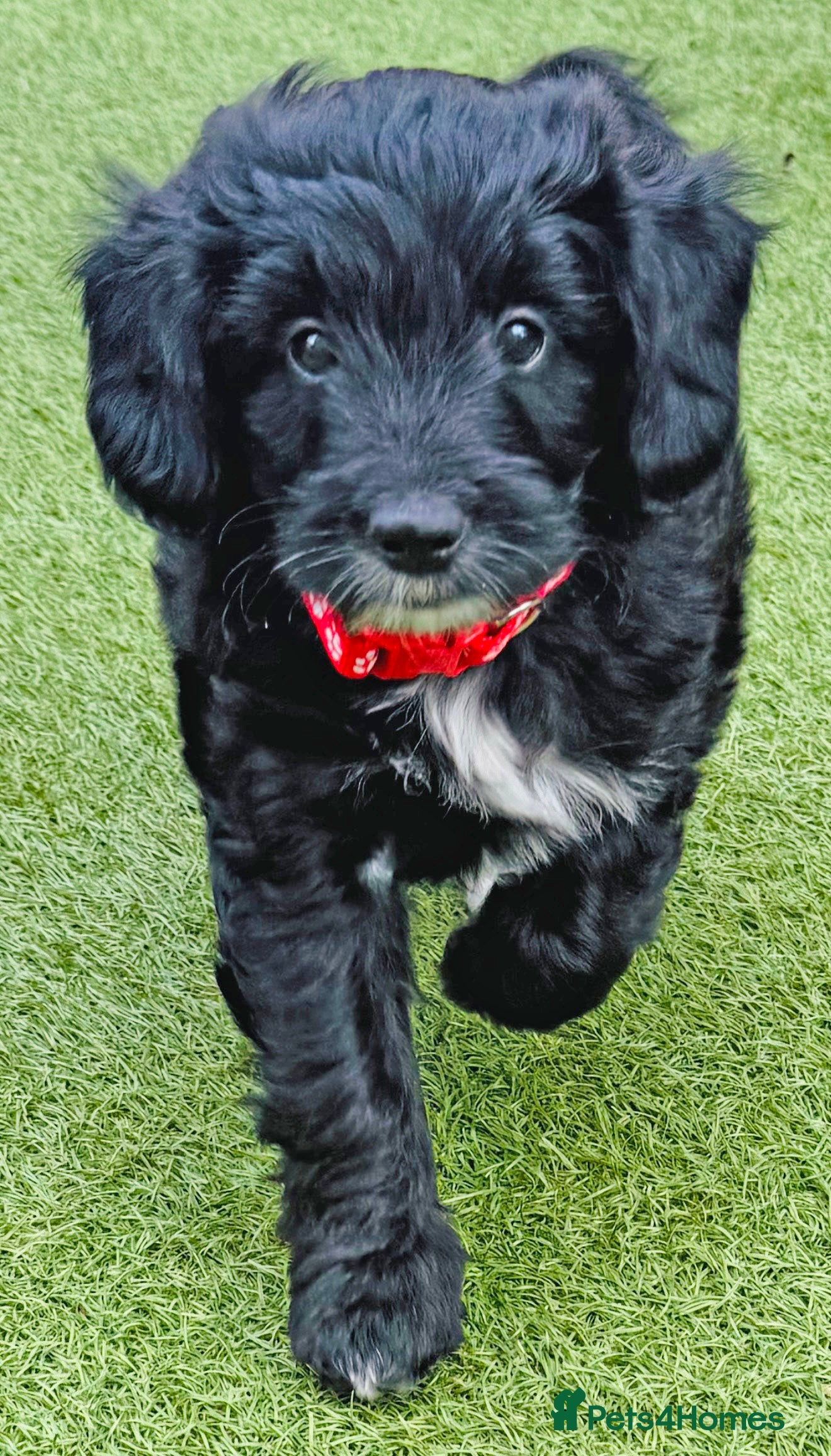 Bordoodle dogs F1b Bordoodle Puppies - Advert 2