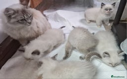 Ragdoll cats for sale: Gorgeous gccf reg Ragdoll kittens  - Image 14