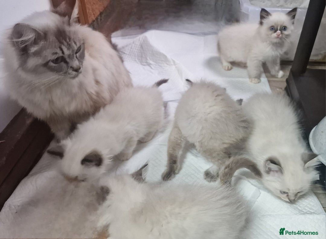 Ragdoll cats for sale: Gorgeous gccf reg Ragdoll kittens  - Image 14