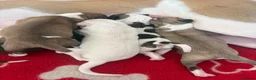 Mixed Breed dogs for sale: Whippet cross puppies  - Advert 1
