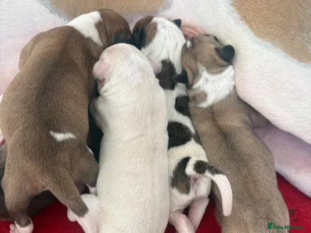 Mixed Breed dogs for sale: Whippet cross puppies - Advert 1