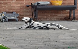 Dalmatian dogs for stud: Handsome boy for stud in Doncaster - Image 7