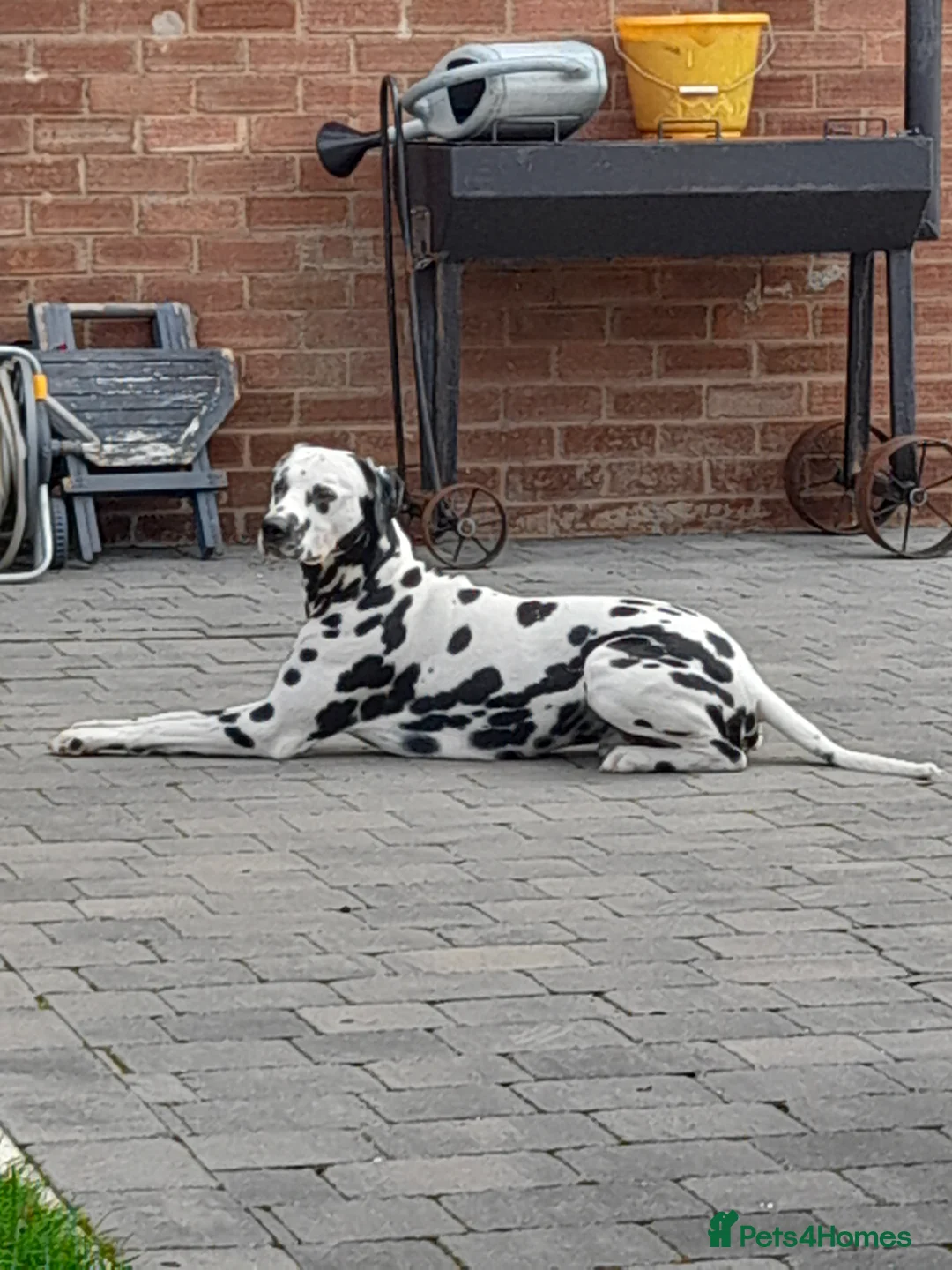 Dalmatian dogs for stud: Handsome boy for stud in Doncaster - Advert 7
