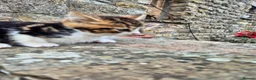 Mixed Breed cats for sale: Beautiful Tabby Kittens Available  - Advert 8
