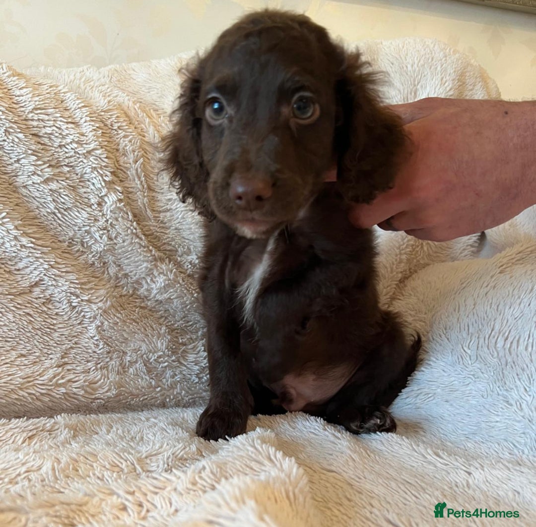 Cockapoo dogs for sale: Cockapoo f2 type - Image 4