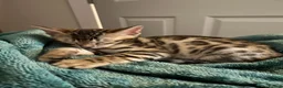 Bengal cats for sale: Brown Bengal Boy (last one) - Advert 33