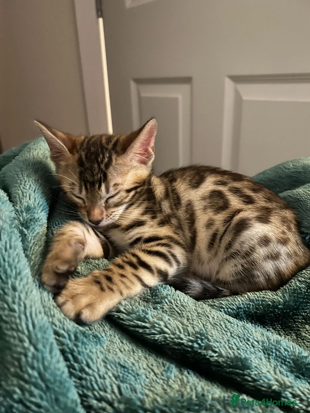 Bengal cats for sale: Brown Bengal Boy (last one) - Advert 33