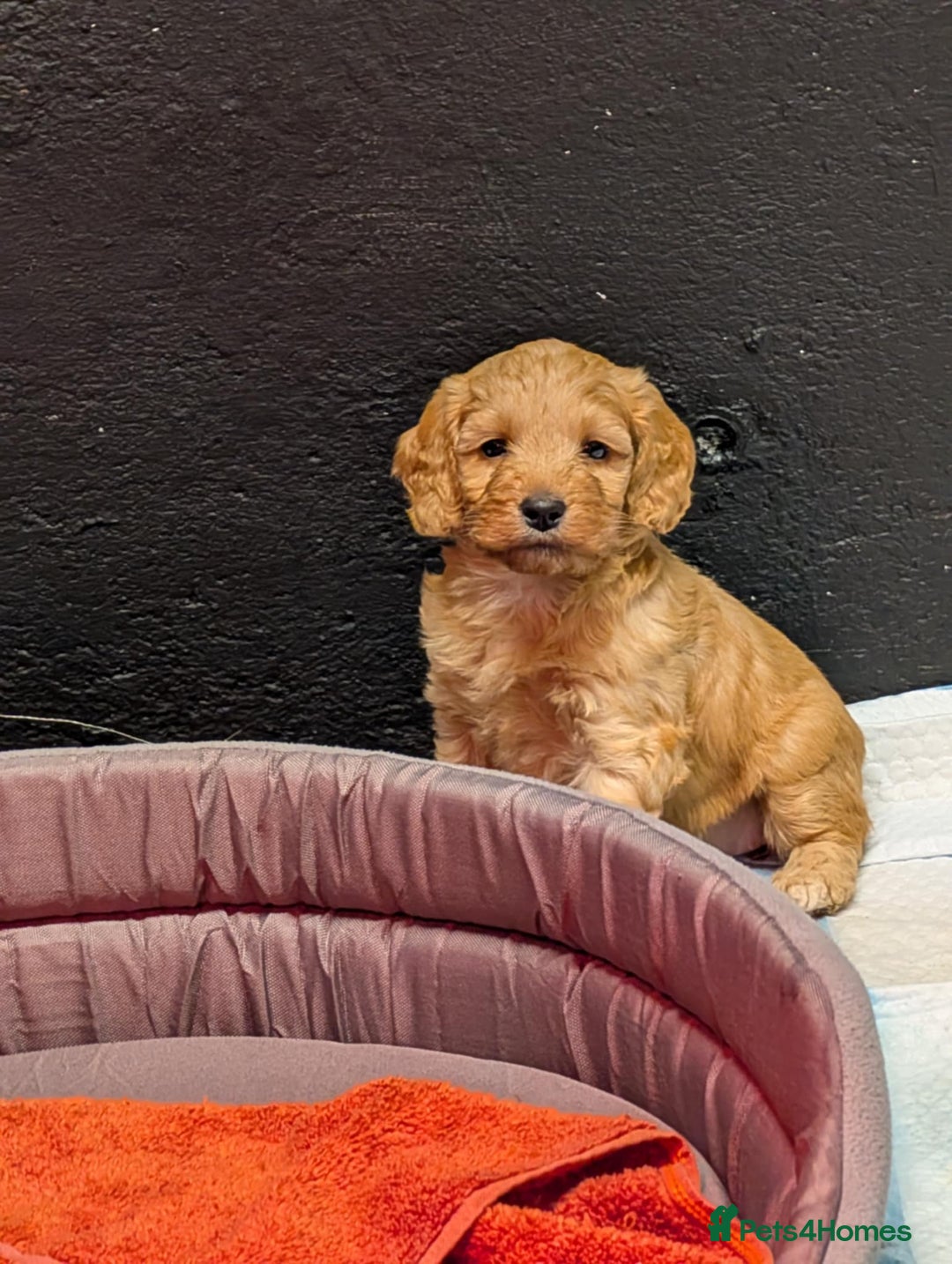 Cockapoo dogs for sale: F1 Miniature Phantom Cockapoos  READY NOW  in Chulmleigh - Image 11