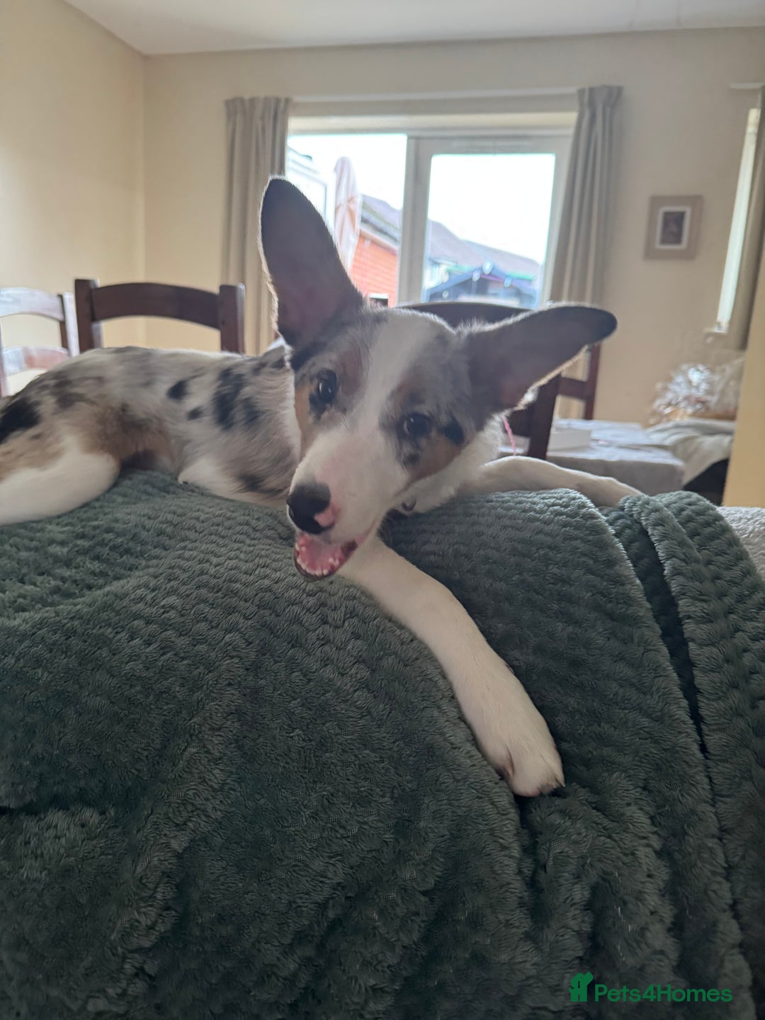 Border Collie dogs for sale: Loving girl  - Advert 4