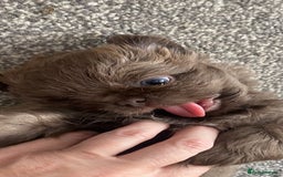 Shih Tzu dogs for sale: BLUE CARRING CHOC/LILAC IMPERIAL BOYS - Image 2