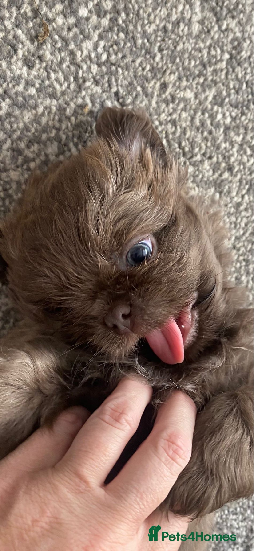 Shih Tzu dogs for sale: BLUE CARRING CHOC/LILAC IMPERIAL BOYS - Image 2