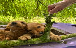Cocker Spaniel dogs for sale: Gold show type cocker spaniel puppies  - Image 7