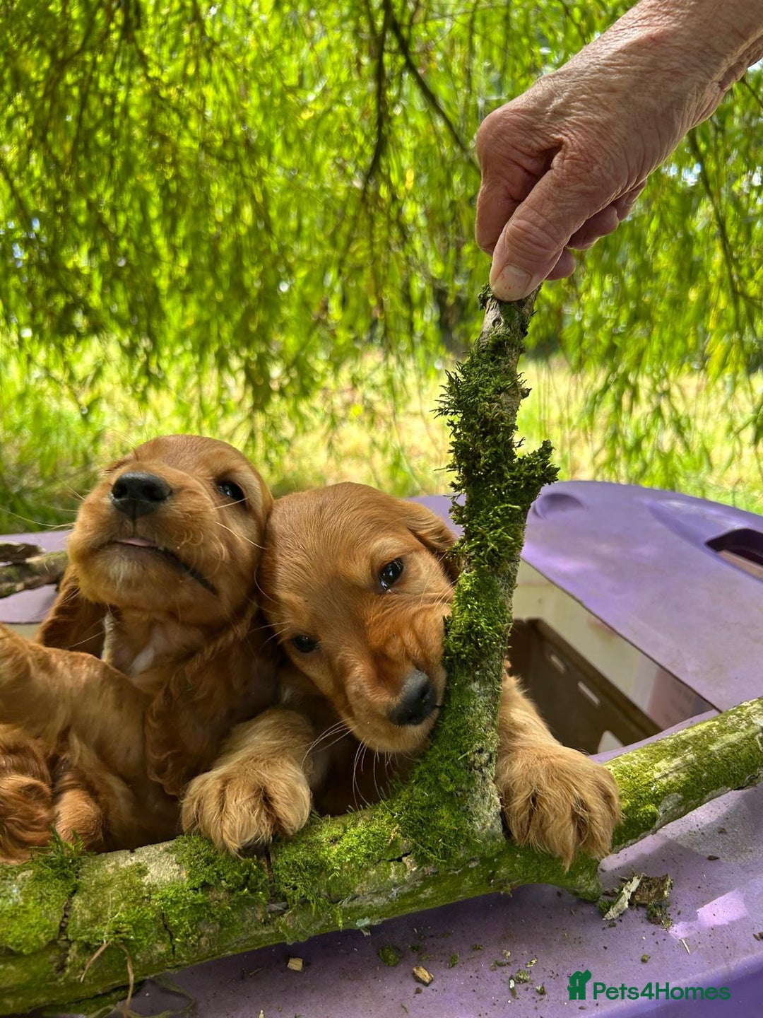 Cocker Spaniel dogs for sale: Gold show type cocker spaniel puppies  - Image 7