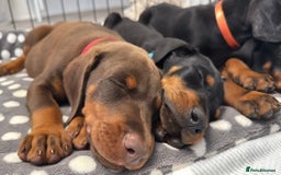 Dobermann dogs for sale: European Doberman Puppies - Champion Bloodline - Image 21