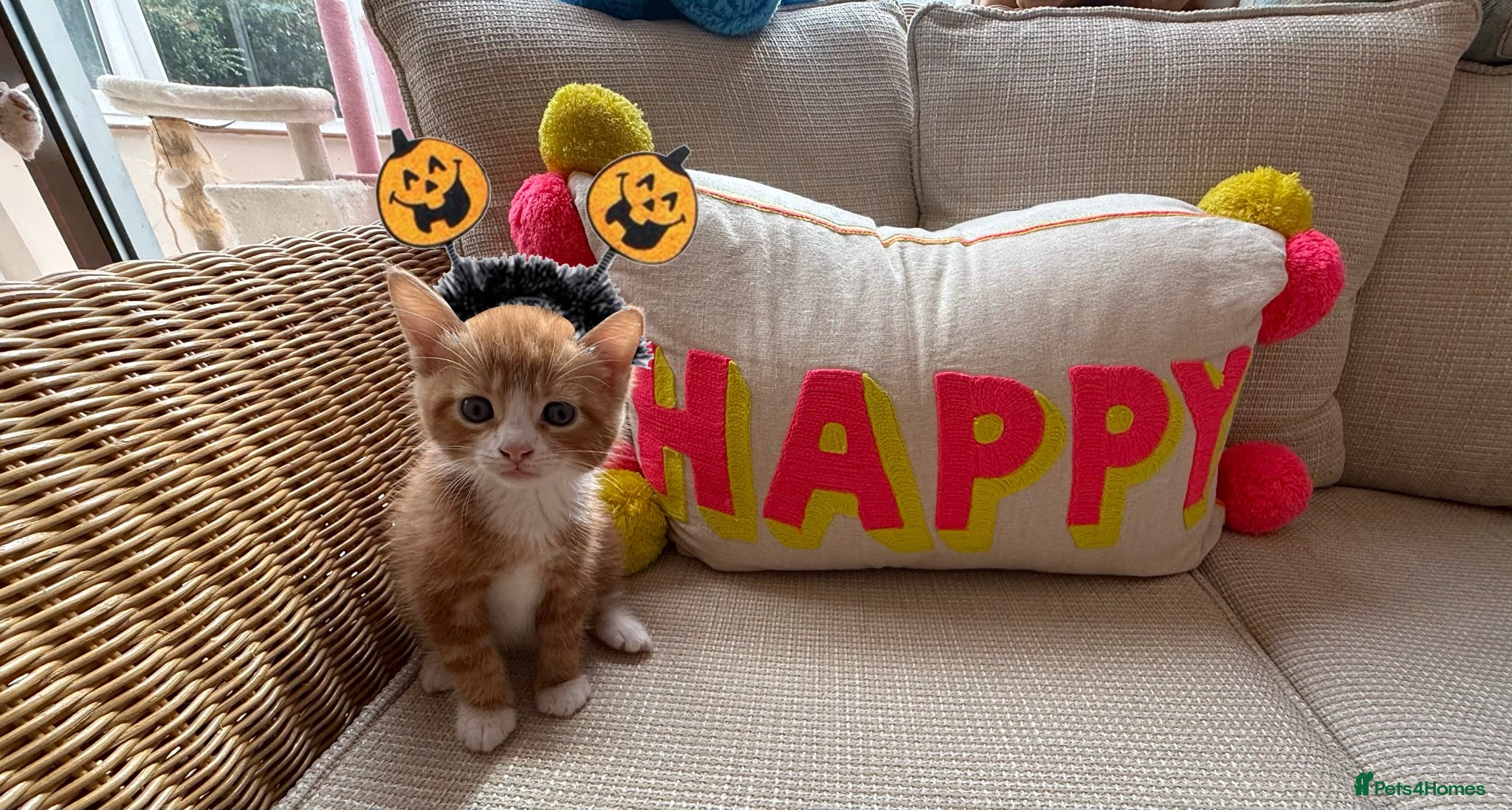 Mixed Breed cats God loves number three. 🥰🙏 - Advert 5