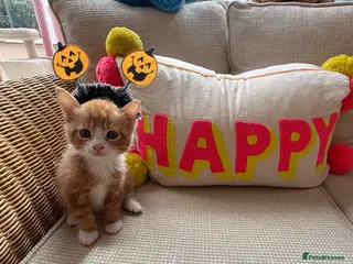 Mixed Breed cats God loves number three. 🥰🙏 - Advert 5