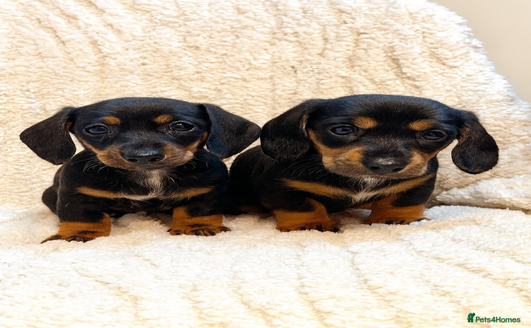 Miniature Dachshund dogs Mini dachshund puppies KC registered, DNA tested - Advert 16