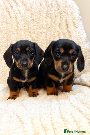 Miniature Dachshund dogs Mini dachshund puppies KC registered, DNA tested - Advert 15