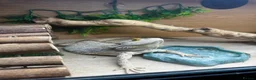 Bearded Dragon reptiles for sale: Bearded dragon looking for a loving home in Southampton - Advert 6