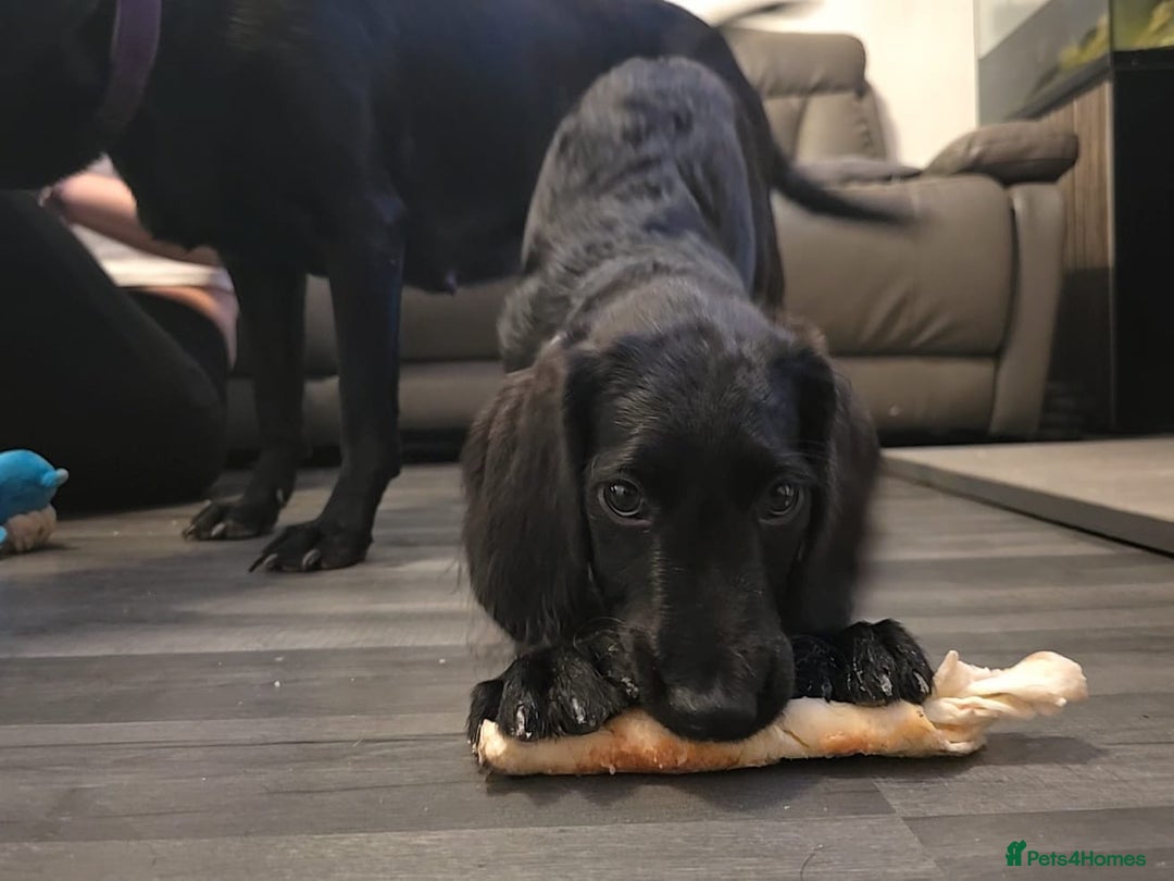 Labradoodle dogs for sale: Little girl Labradoodle  - Advert 9