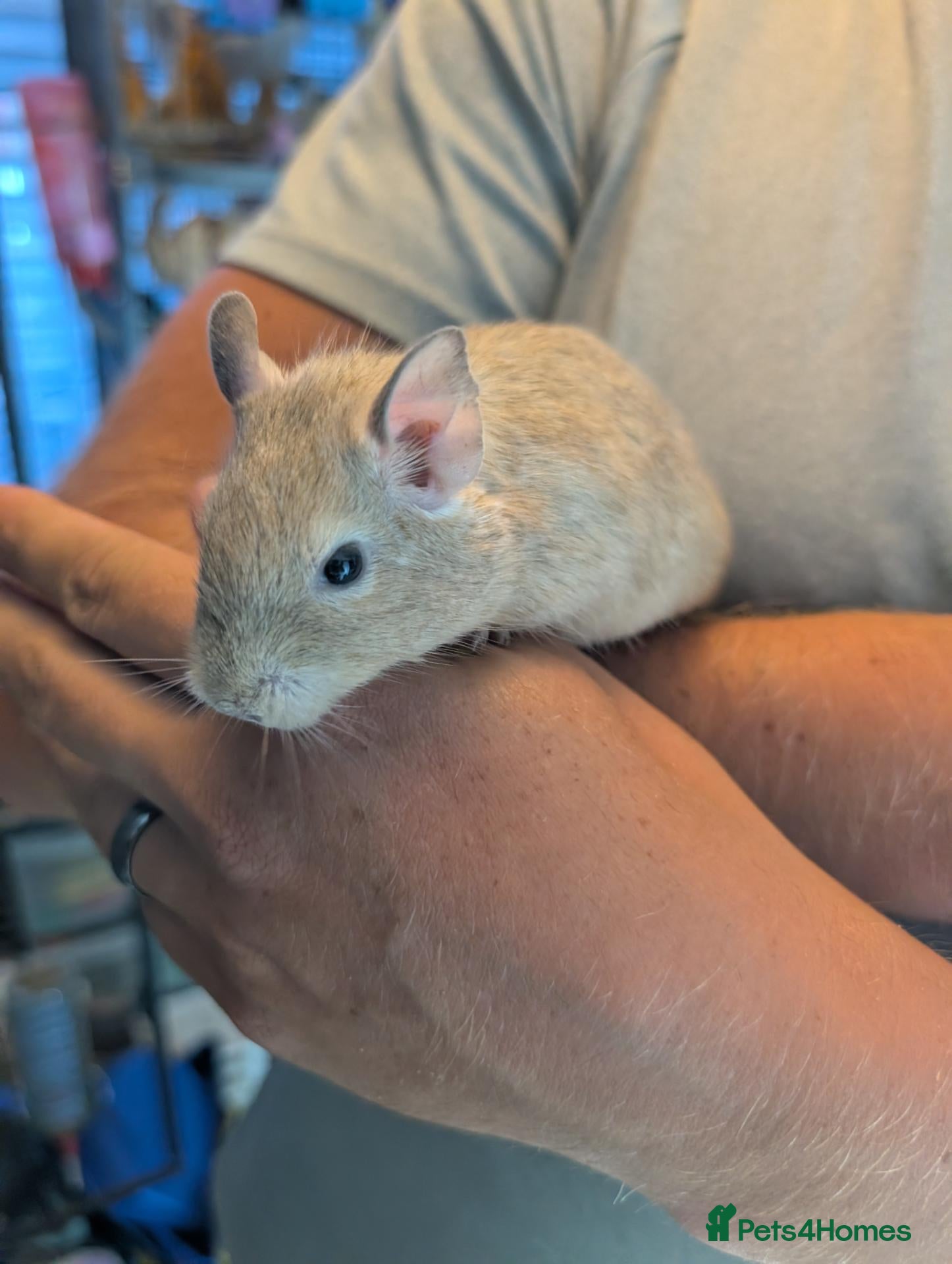Degus rodents 6 male Degus ready for their forever homes - Advert 1