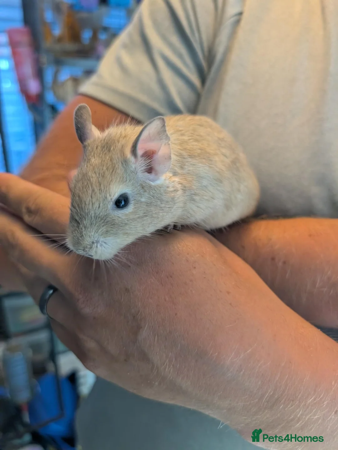 Degus rodents for sale: 6 male Degus ready for their forever homes - Advert 1