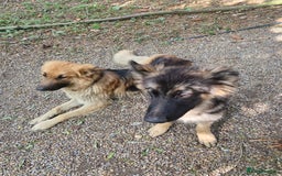 German Shepherd dogs for sale: Female german shepard for sale - Image 6