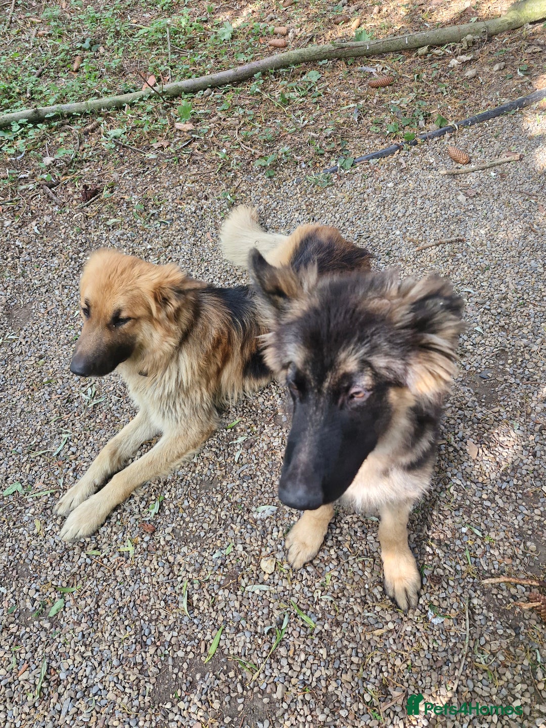 German Shepherd dogs for sale: Female german shepard for sale - Image 6