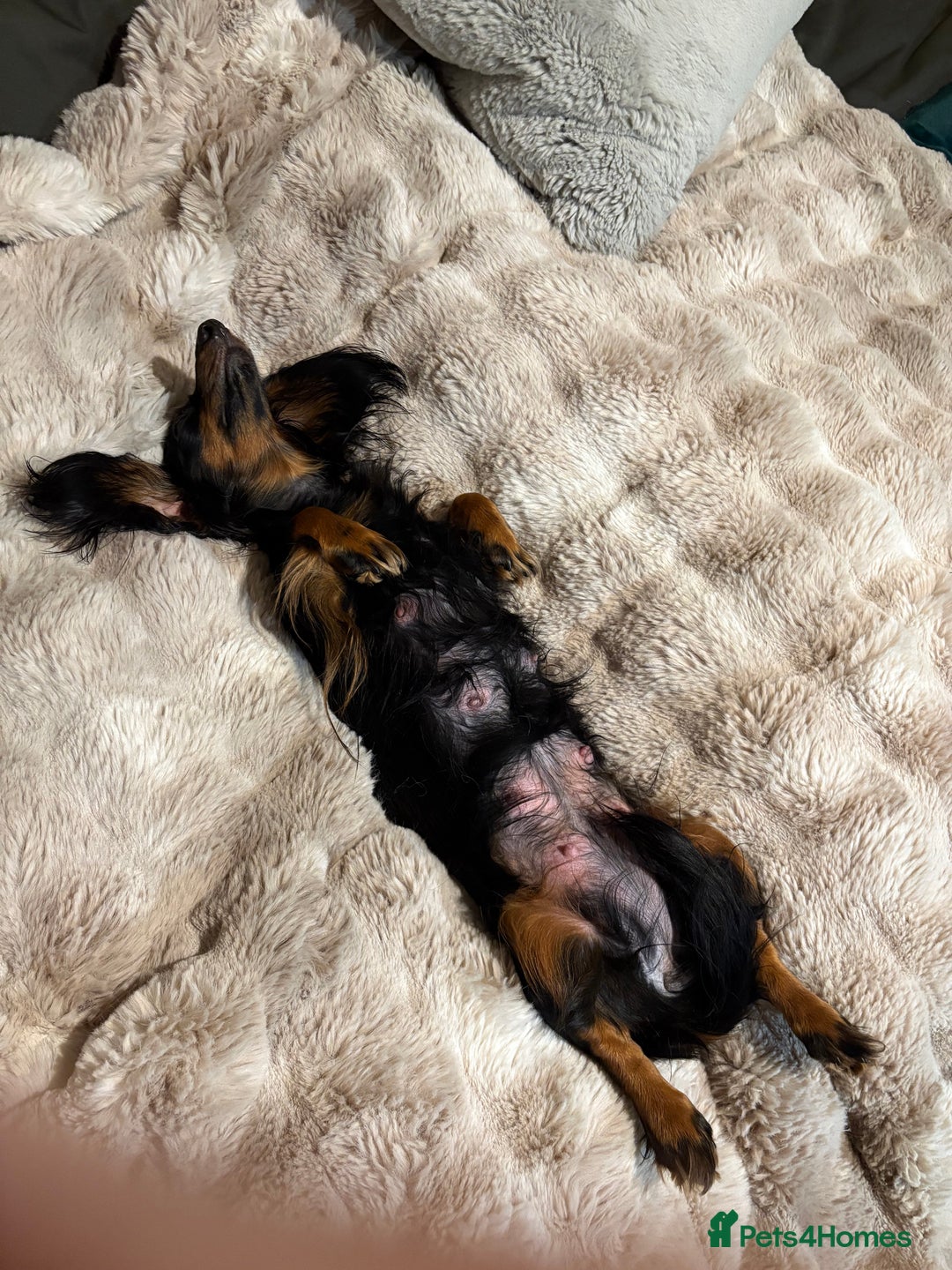 Miniature Dachshund dogs for sale: Beautiful Pedigree KC Reg Mini Longhair Dachshunds - Advert 29