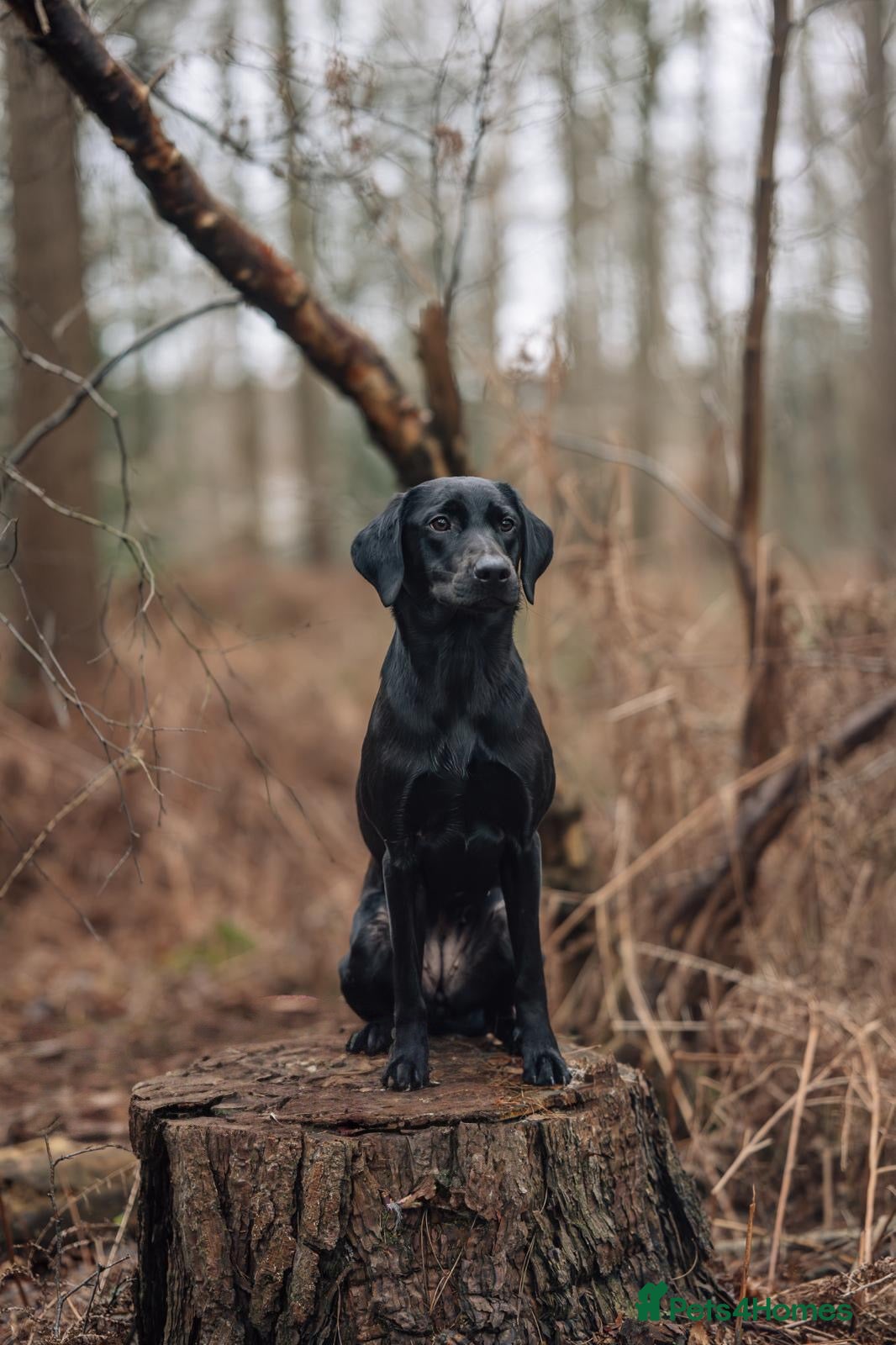Labrador Retriever dogs 2 Stunning lab pup for sale  - Advert 7