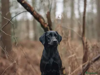 Labrador Retriever dogs 2 Stunning lab pup for sale - Advert 1