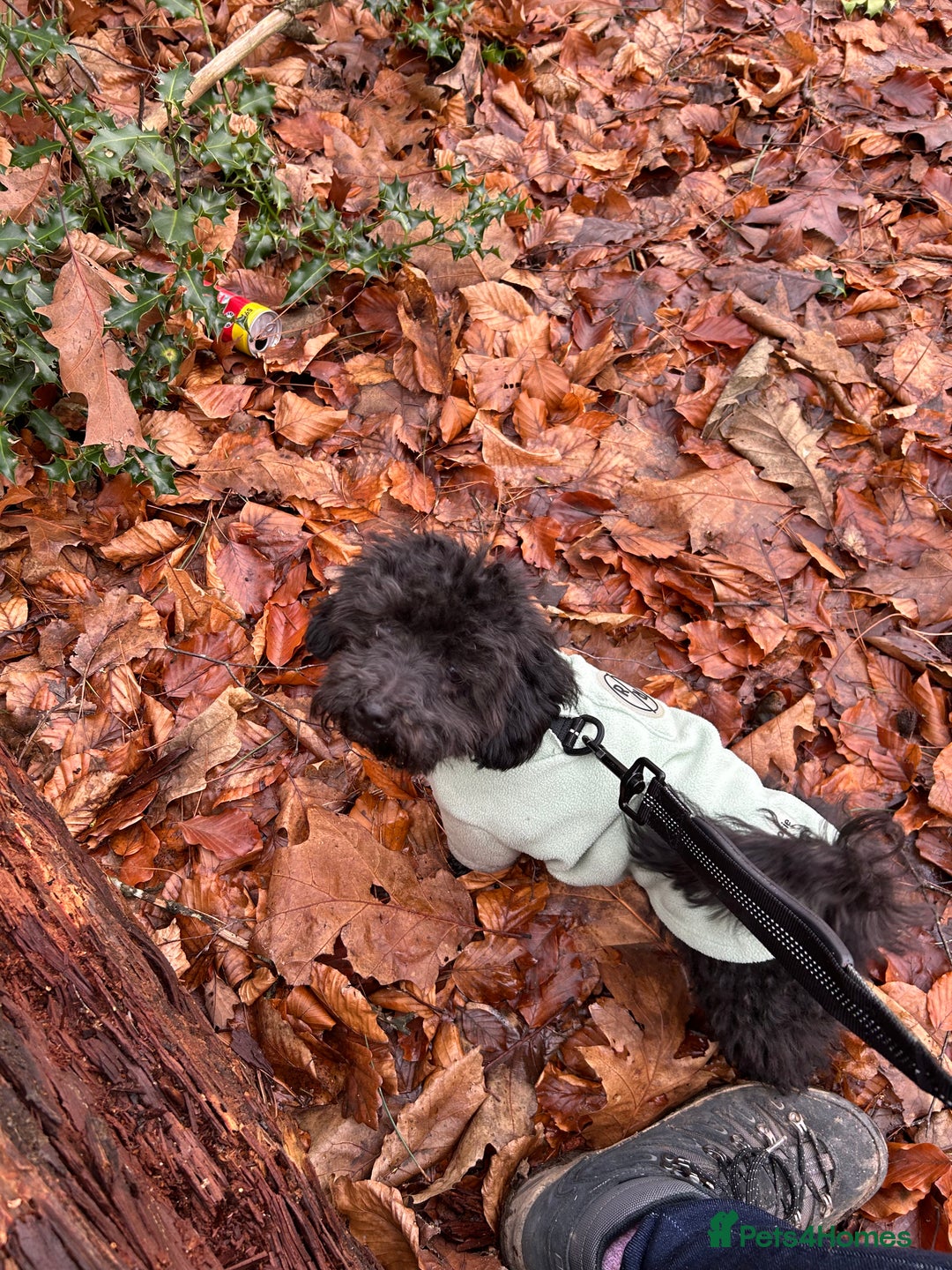 Maltipoo dogs for sale: Black male maltipoo for rehoming  - Image 5