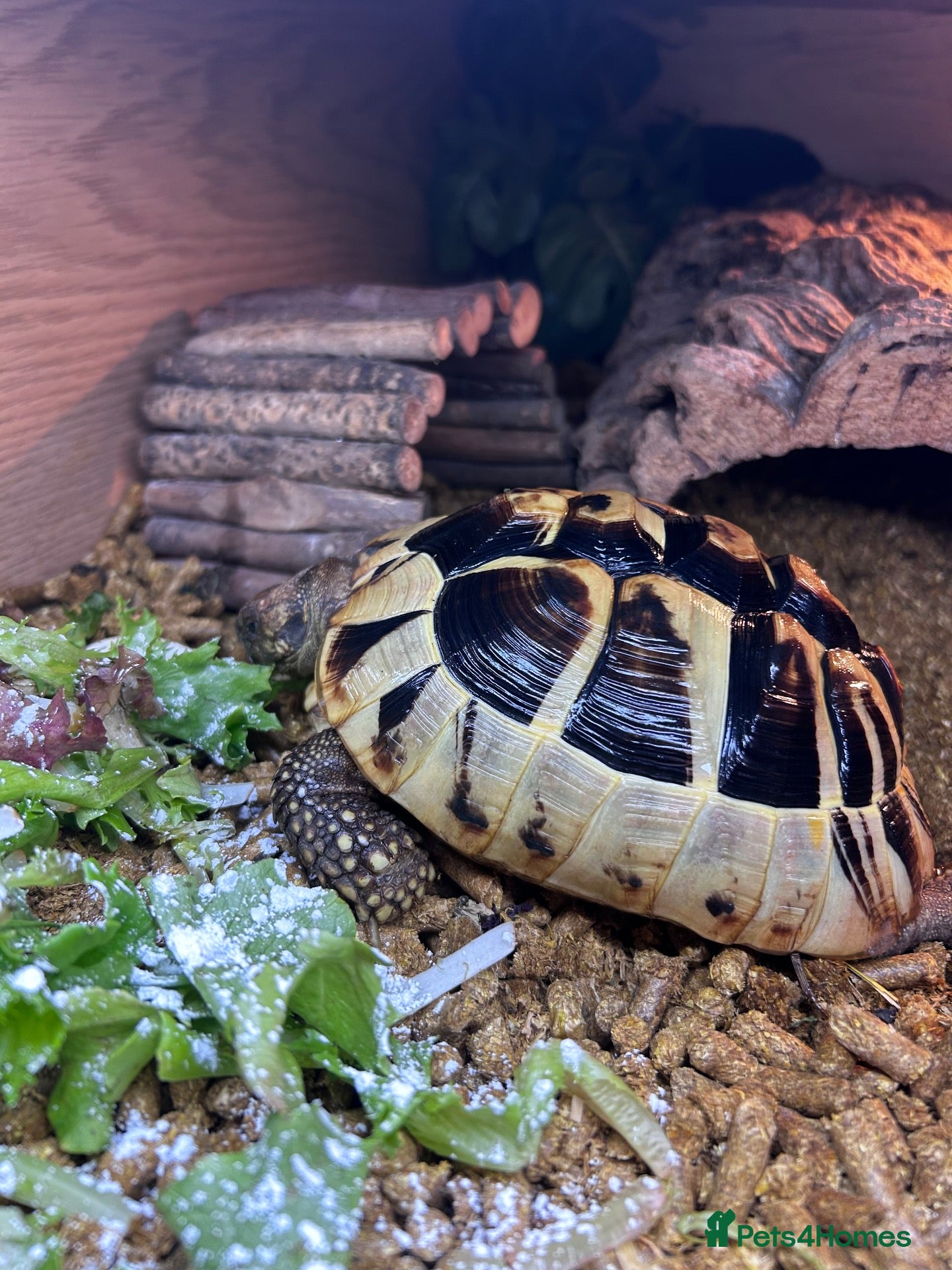 Hermann Tortoise reptiles Hermann tortoise  - Advert 2